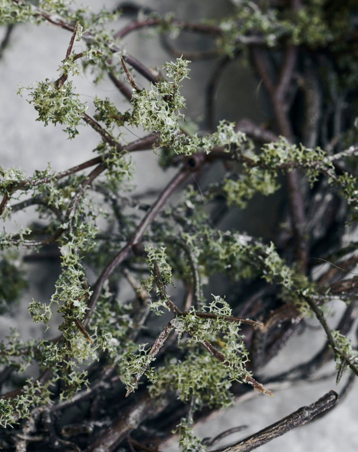 Wreath, Wild Moss, Faux