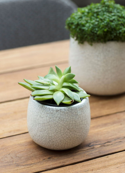 Crackle Glaze Pot White Medium